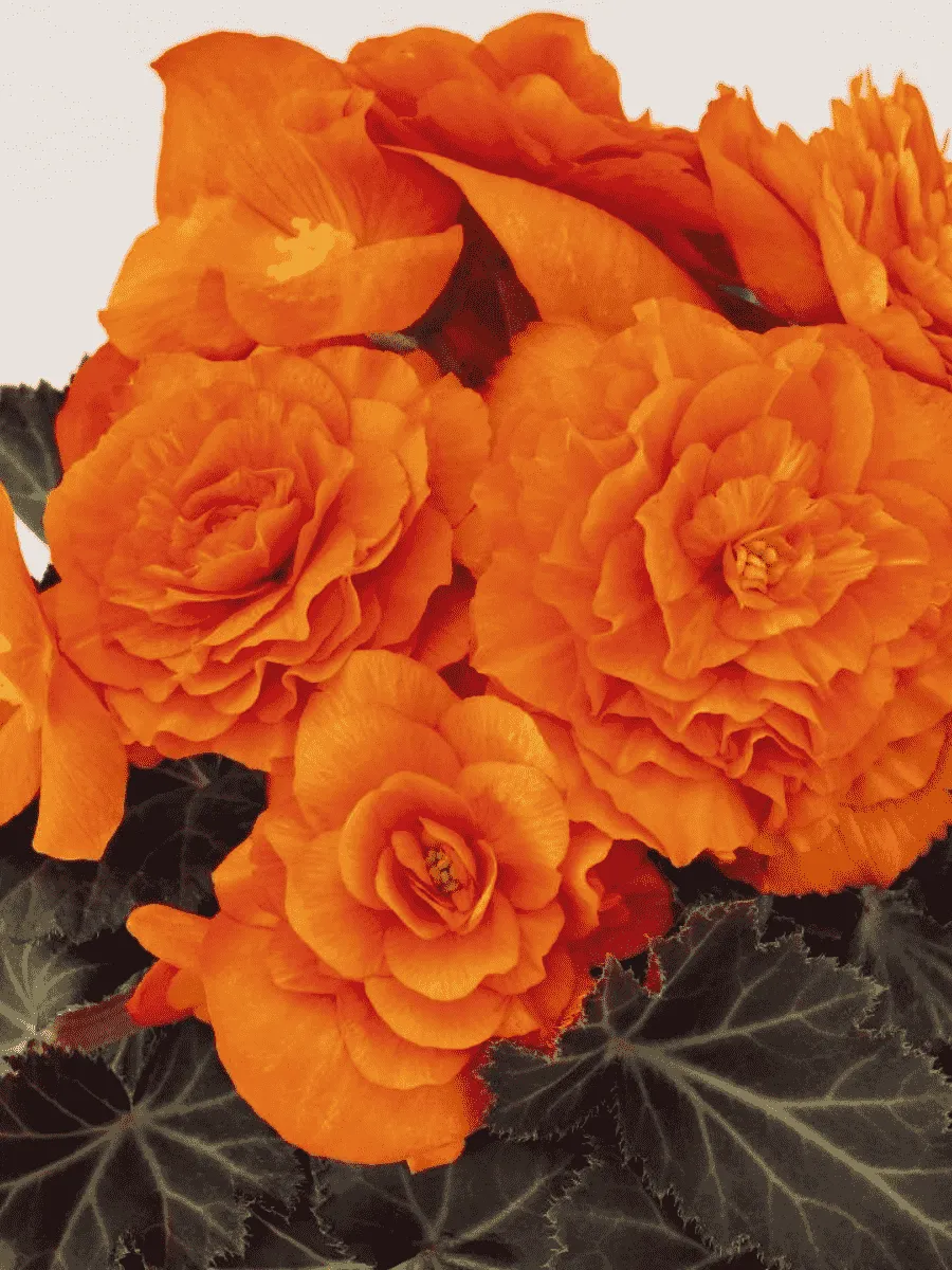 Бегония клубневая GO! Early bright orange