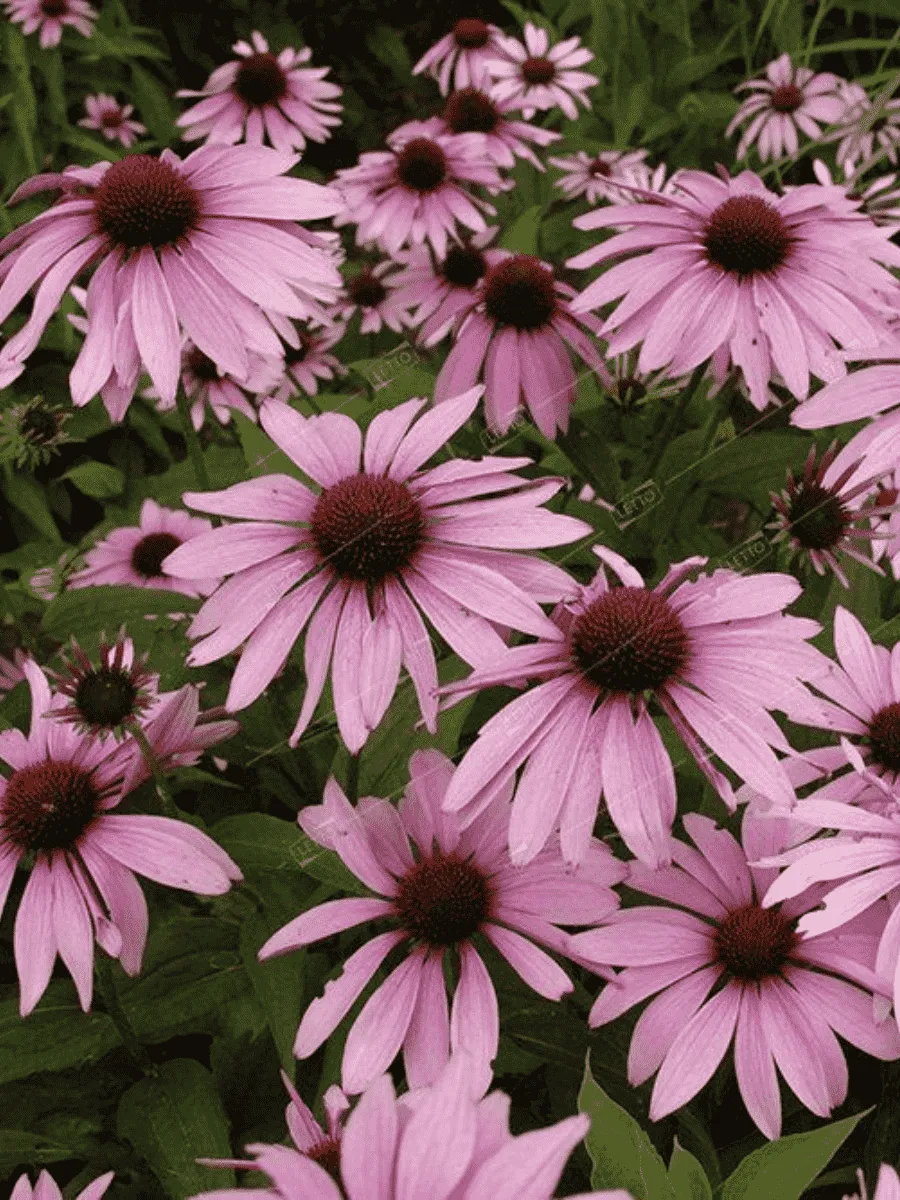 Эхинацея пурпурная Magnus