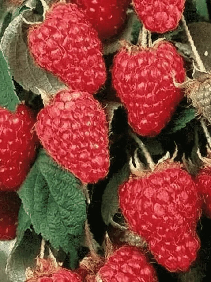 Малина Терентий