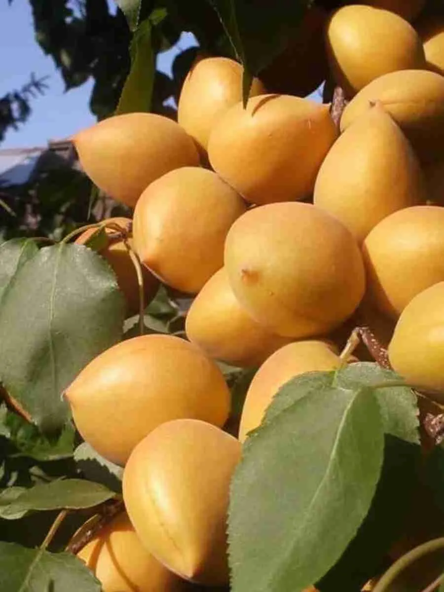 Абрикос Манитоба