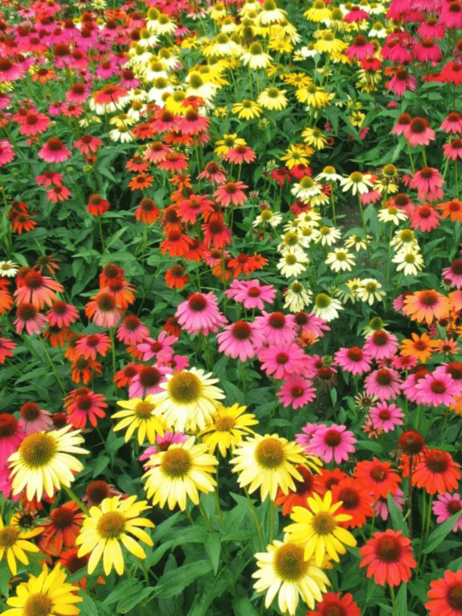 Эхинацея пурпурная Cheyenne Spirit Mix