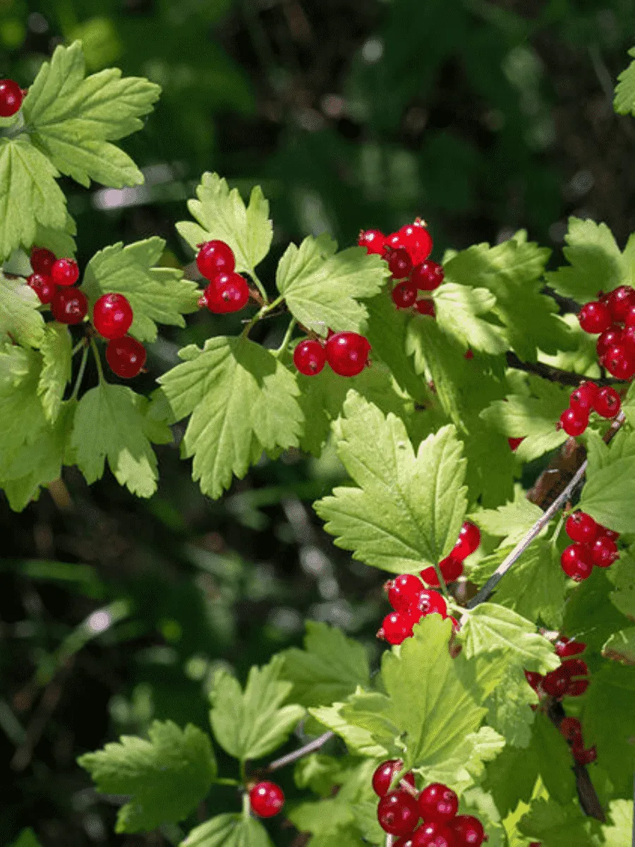 Смородина альпийская