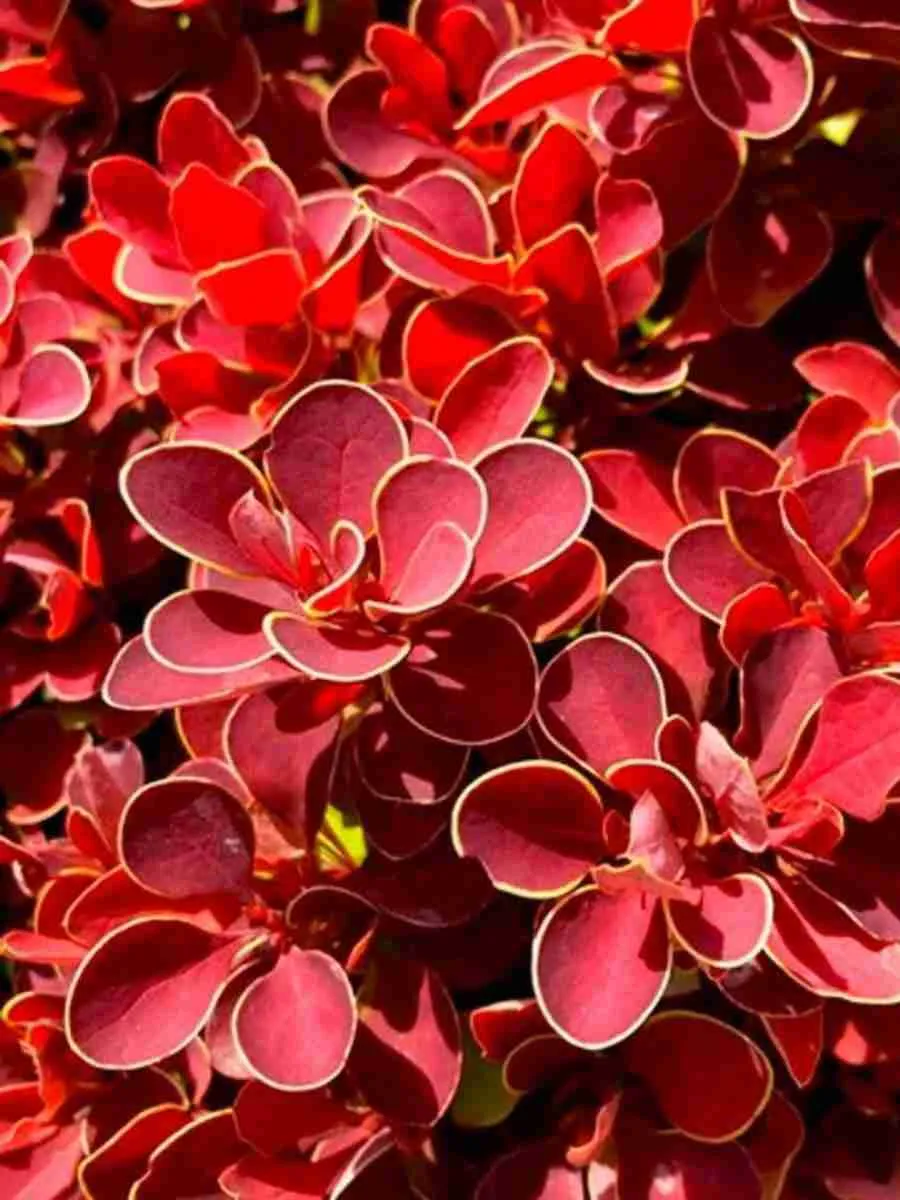 Барбарис Тунберга Ruby Star