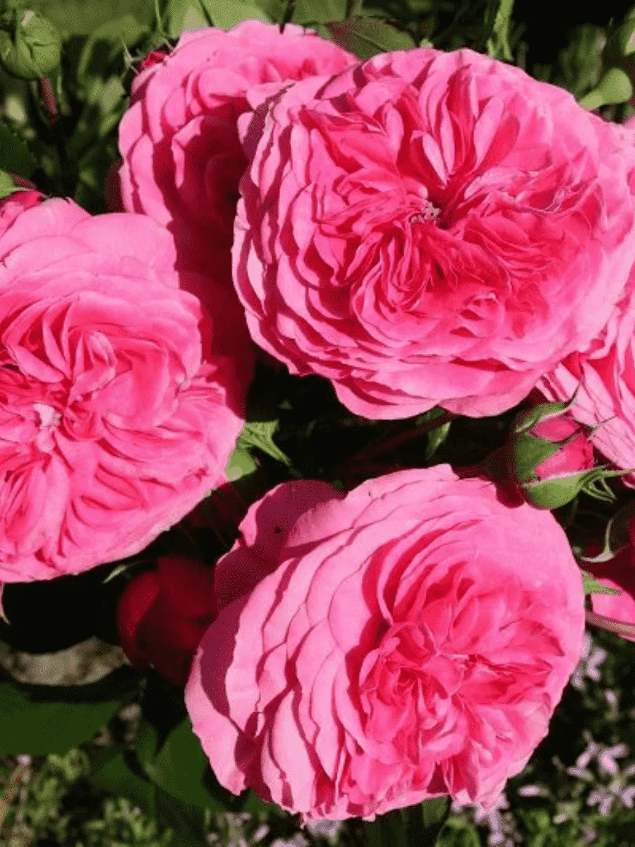 Роза флорибунда Baronesse