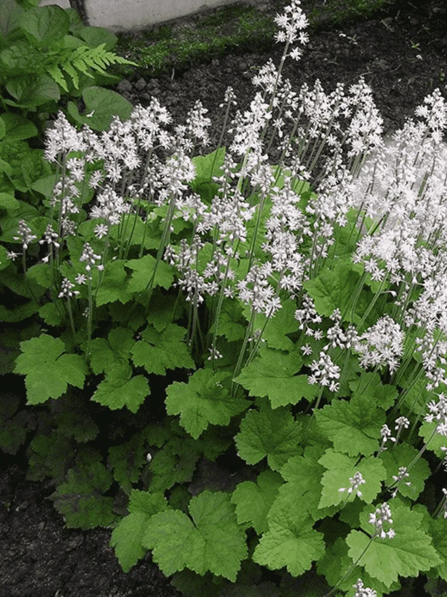 Тиарелла Wherryi White