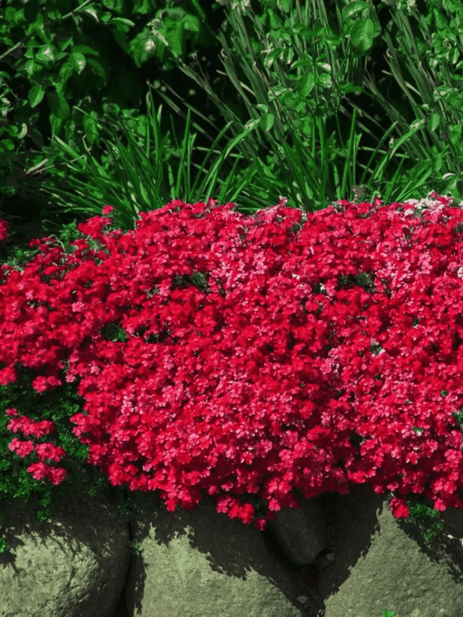 Аубриета Cascade Red