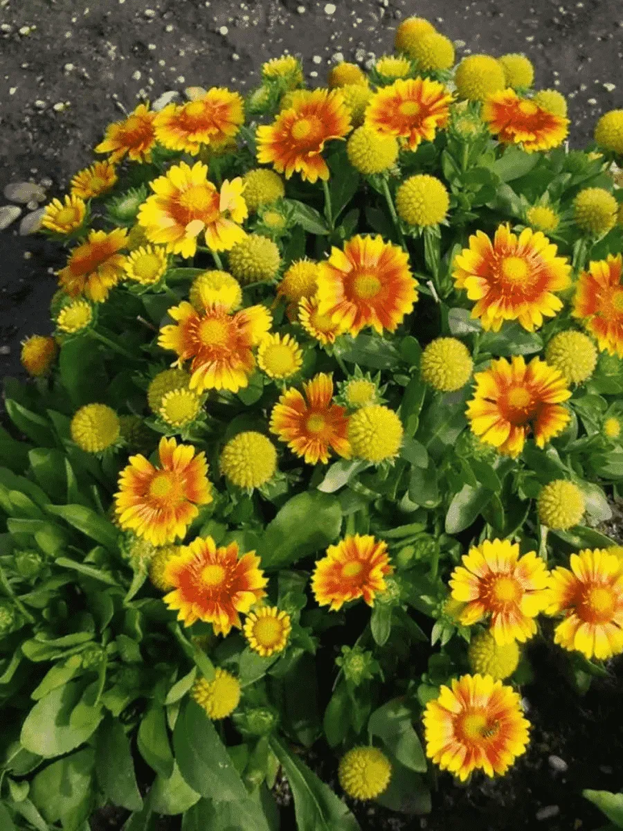 Гайлардия гибридная Arizona Apricot