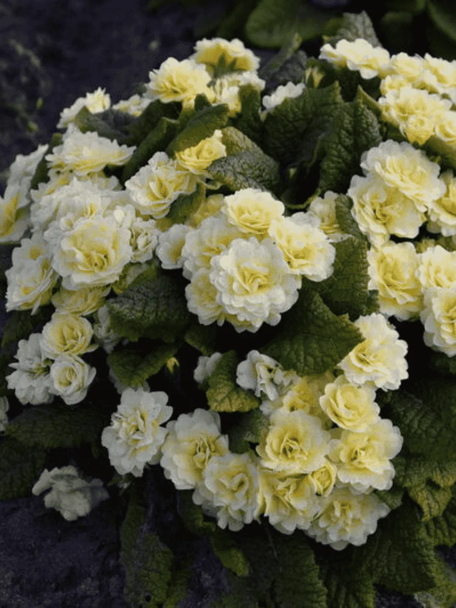 Примула обыкновенная Crem du Tregor