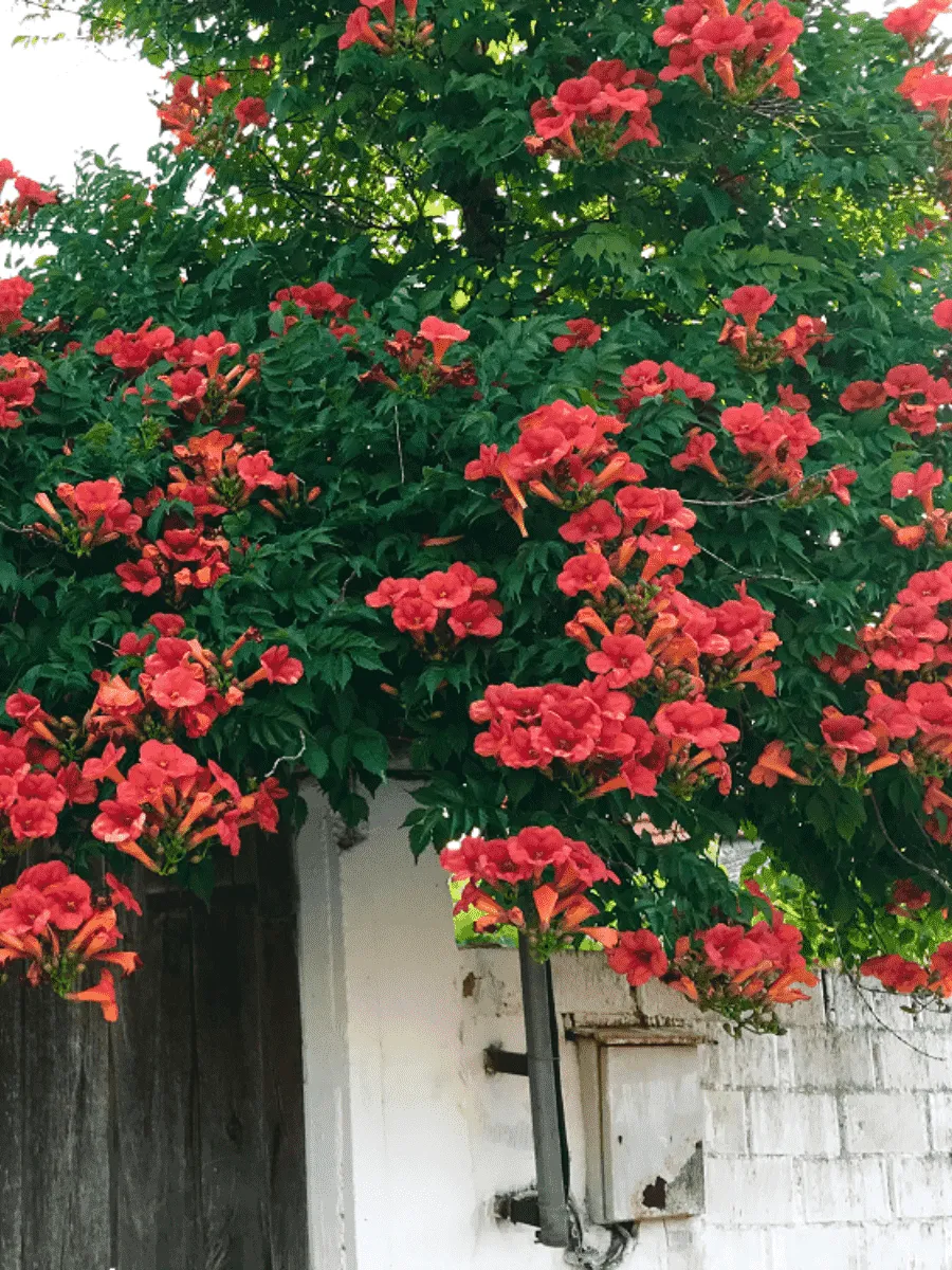 Кампсис укореняющийся Flamenco
