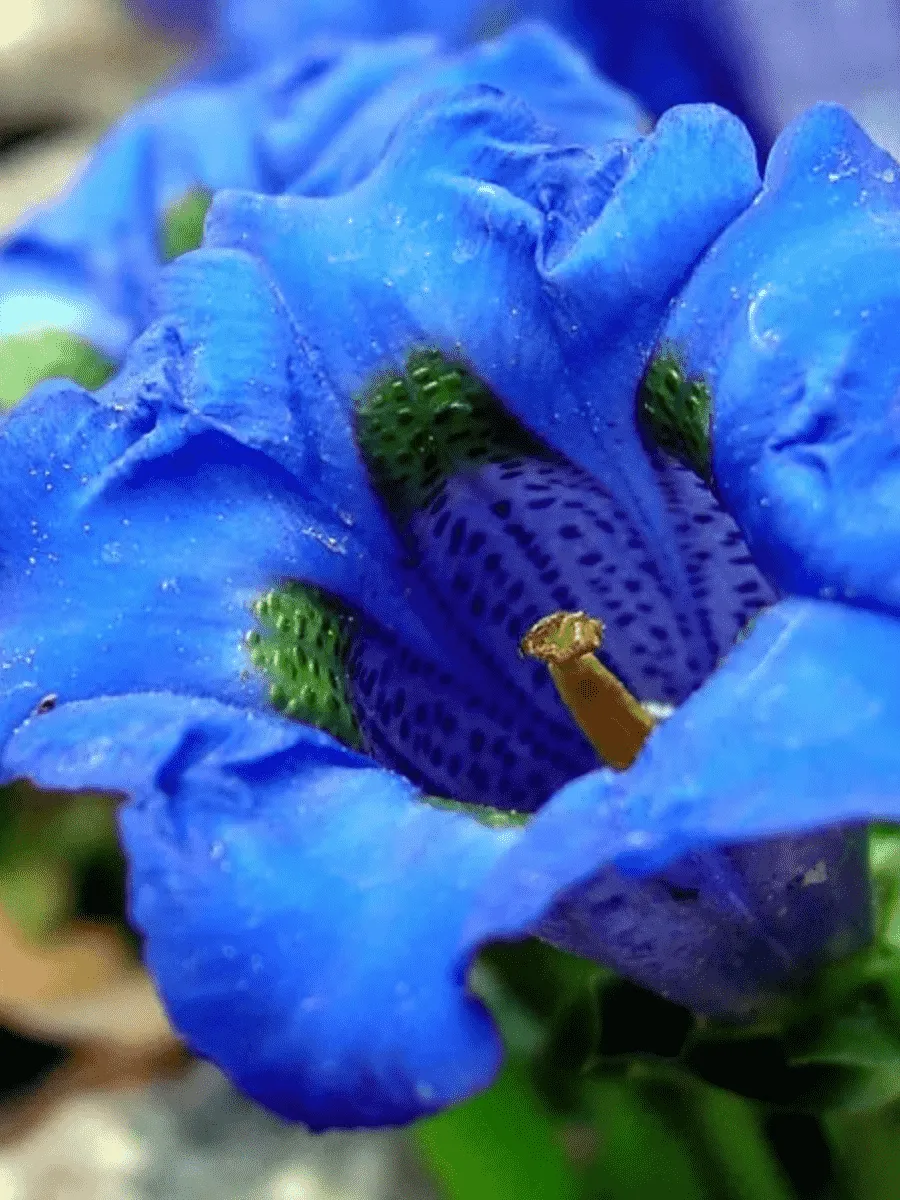 Горечавка динарская