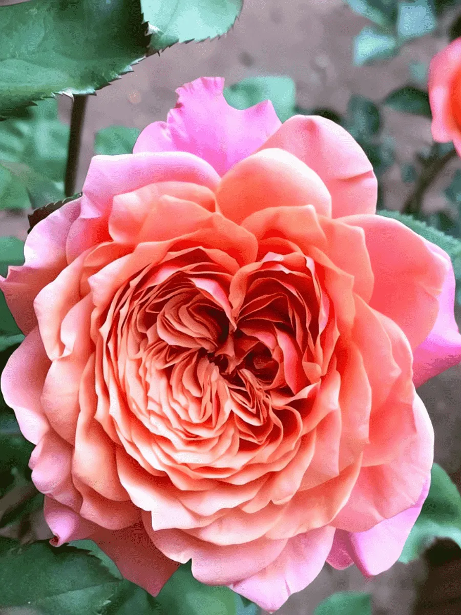 Роза  кустовая Miyabi