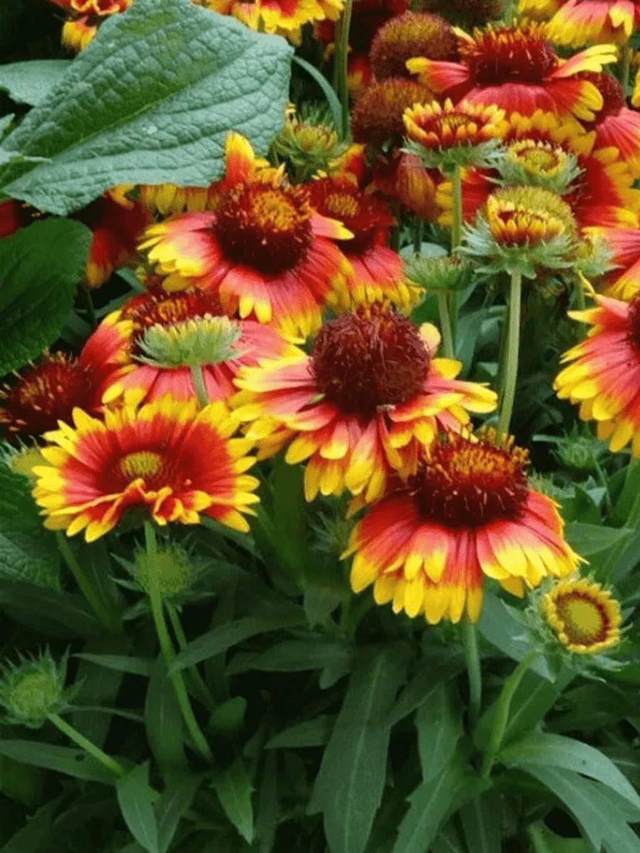 Гайлардия Мesa Bright Color