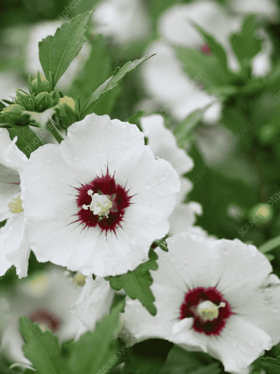 Гибискус Сирийский Red Heard