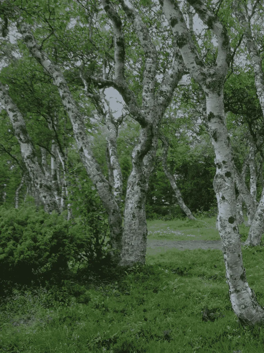 Береза Карельская