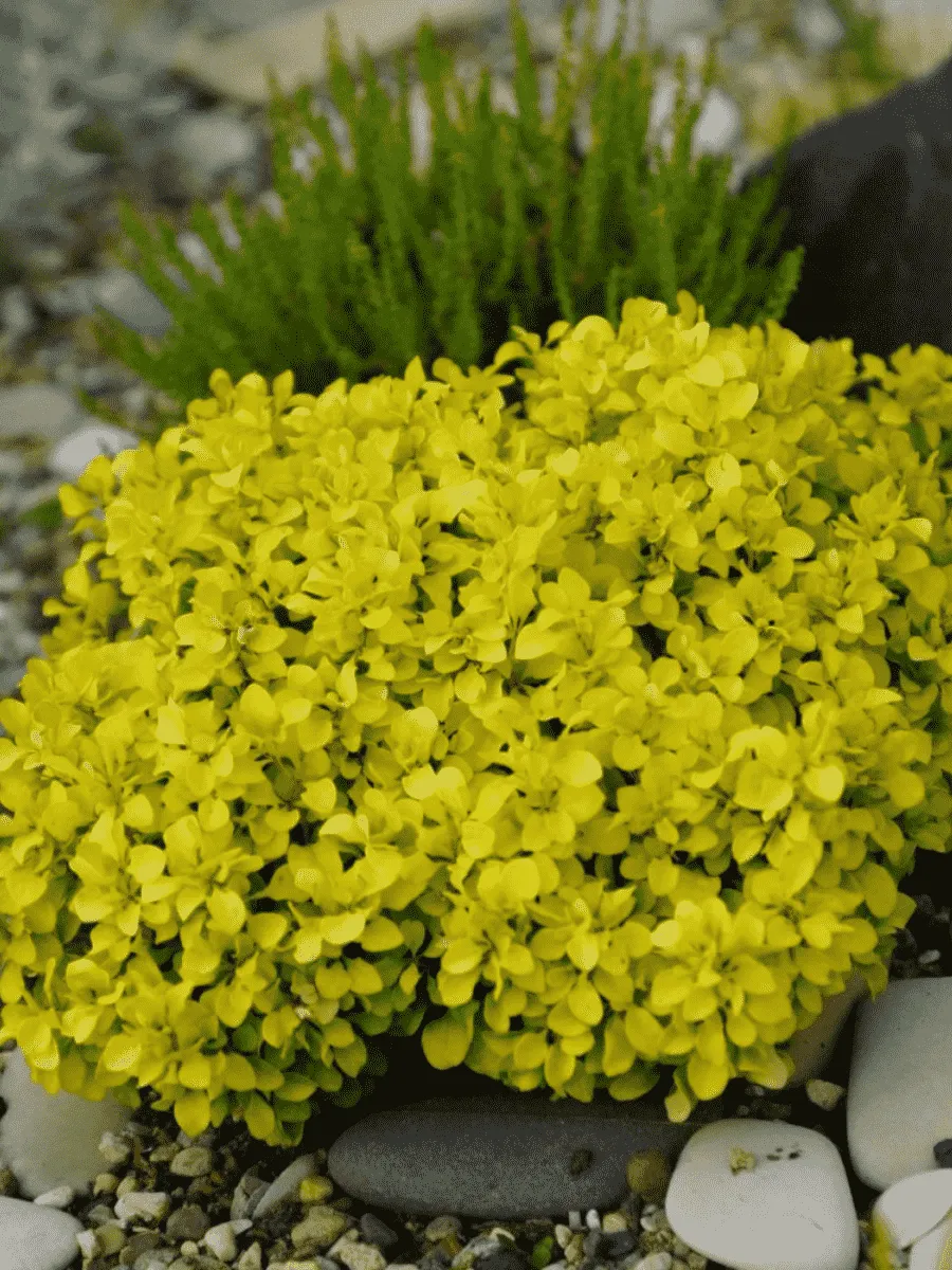 Барбарис Тунберга Special Gold