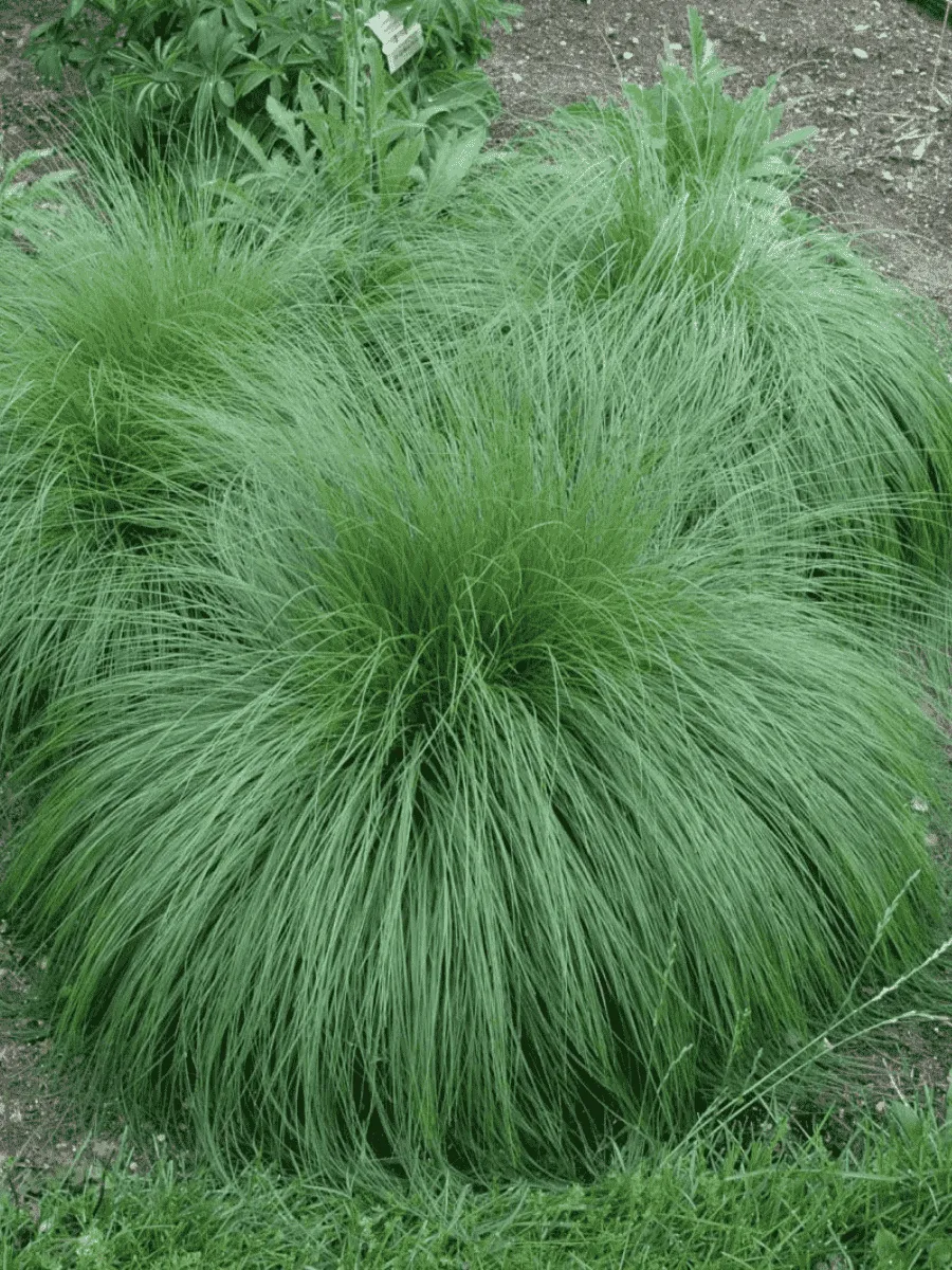 Споробол раскидистый