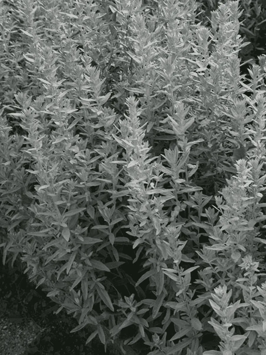 Полынь Пурша