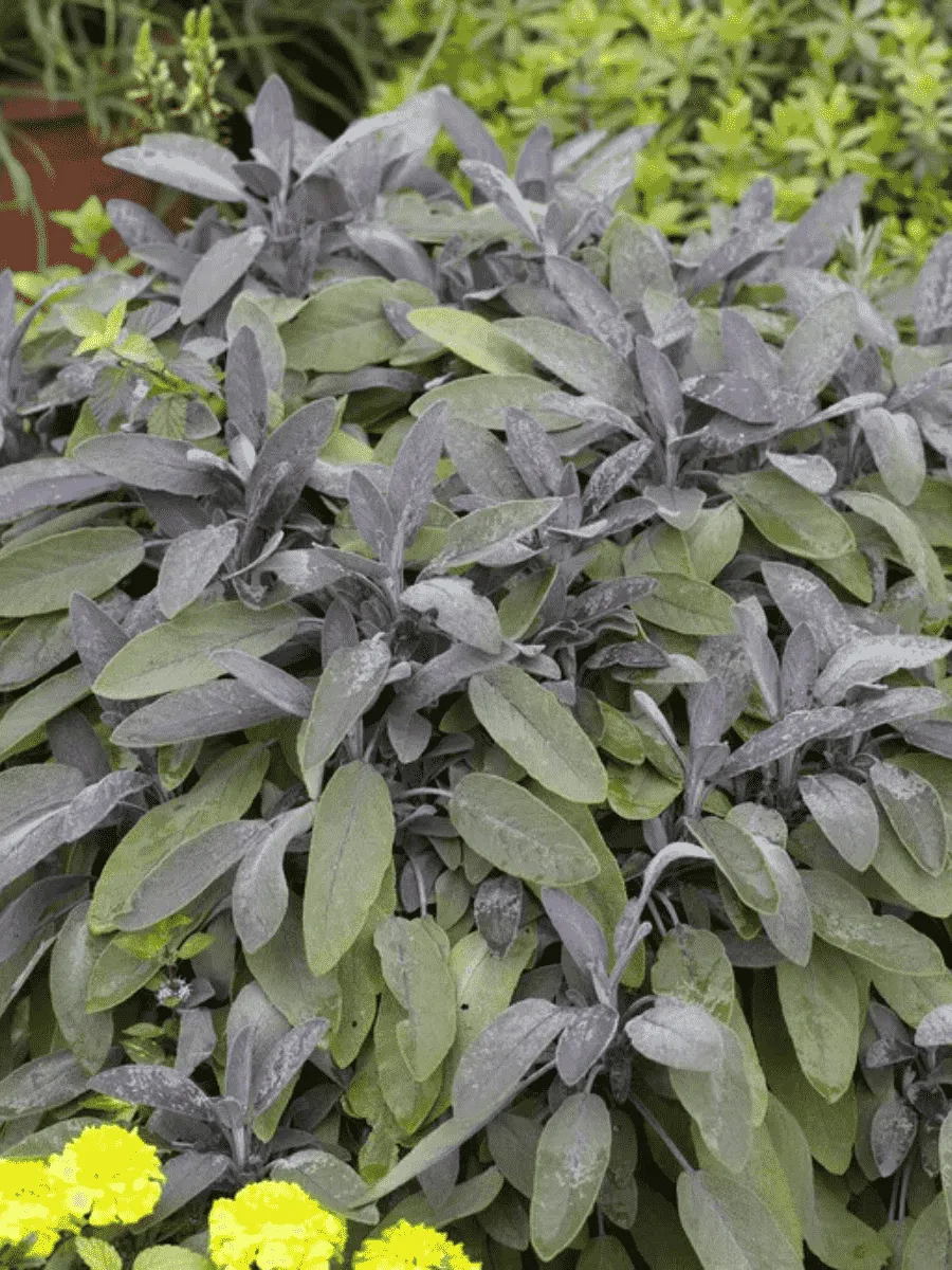 Шалфей лекарственный Purpurascens