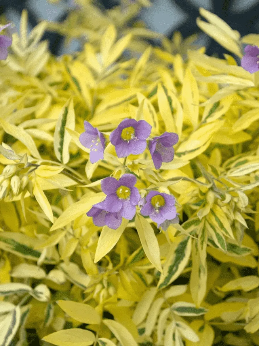 Синюха  Golden Feathers