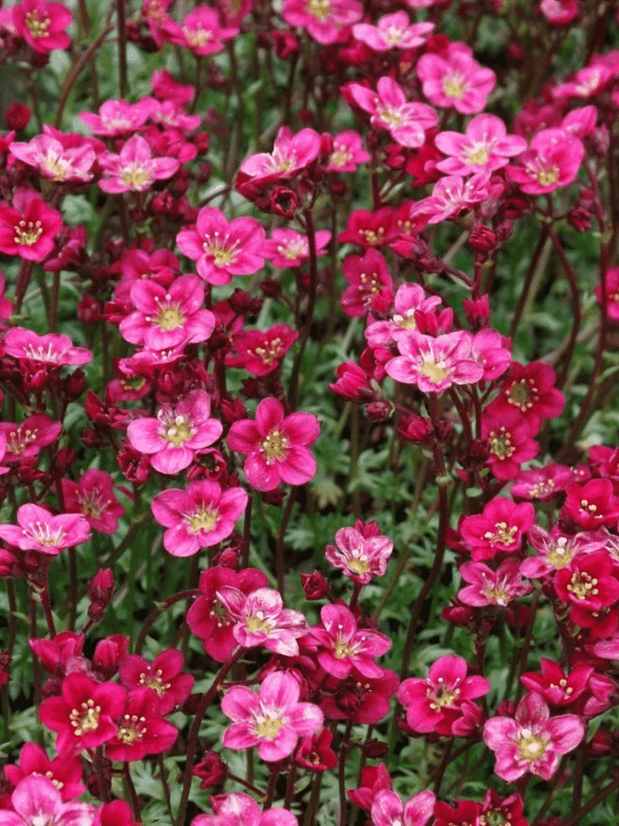 Камнеломка Арендса Blutenteppich