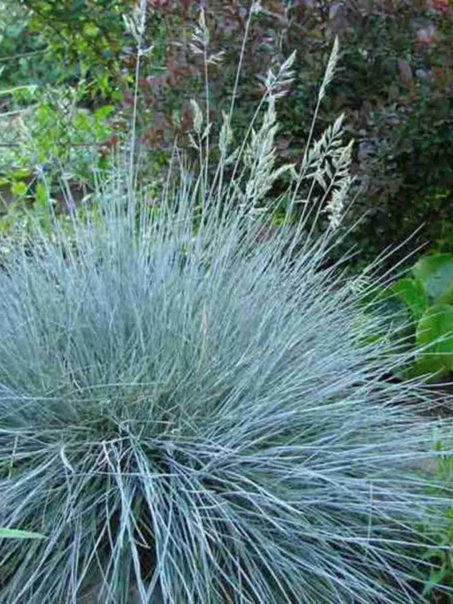 Мятлик сизый Blue Hills