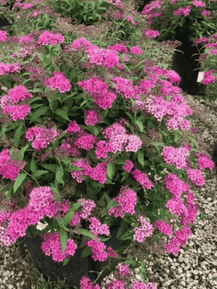 Спирея японская Anthony Waterer