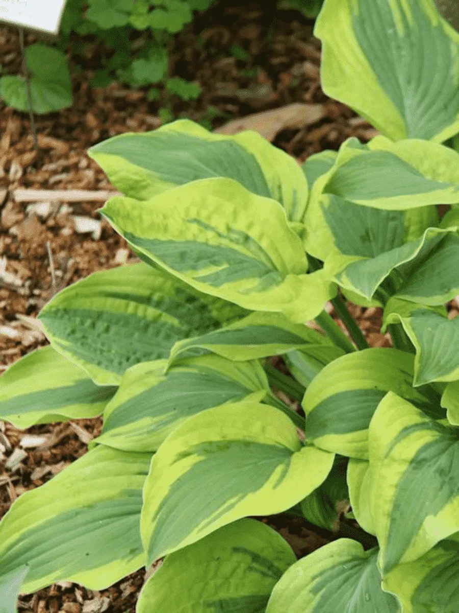 Хоста Velvet Moon