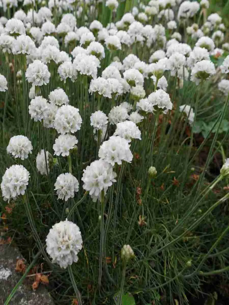 Армерия приморская White Select