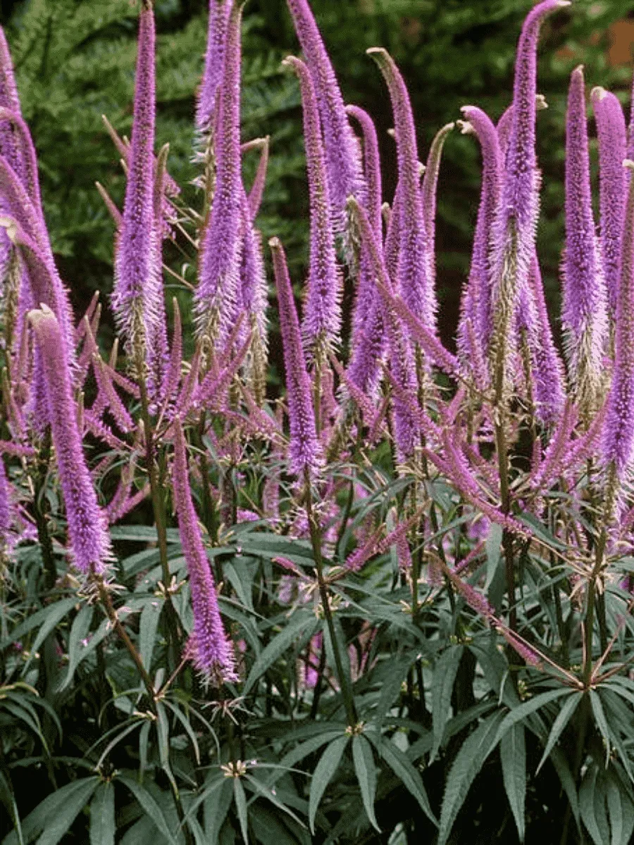 Вероникаструм виргинский Erica