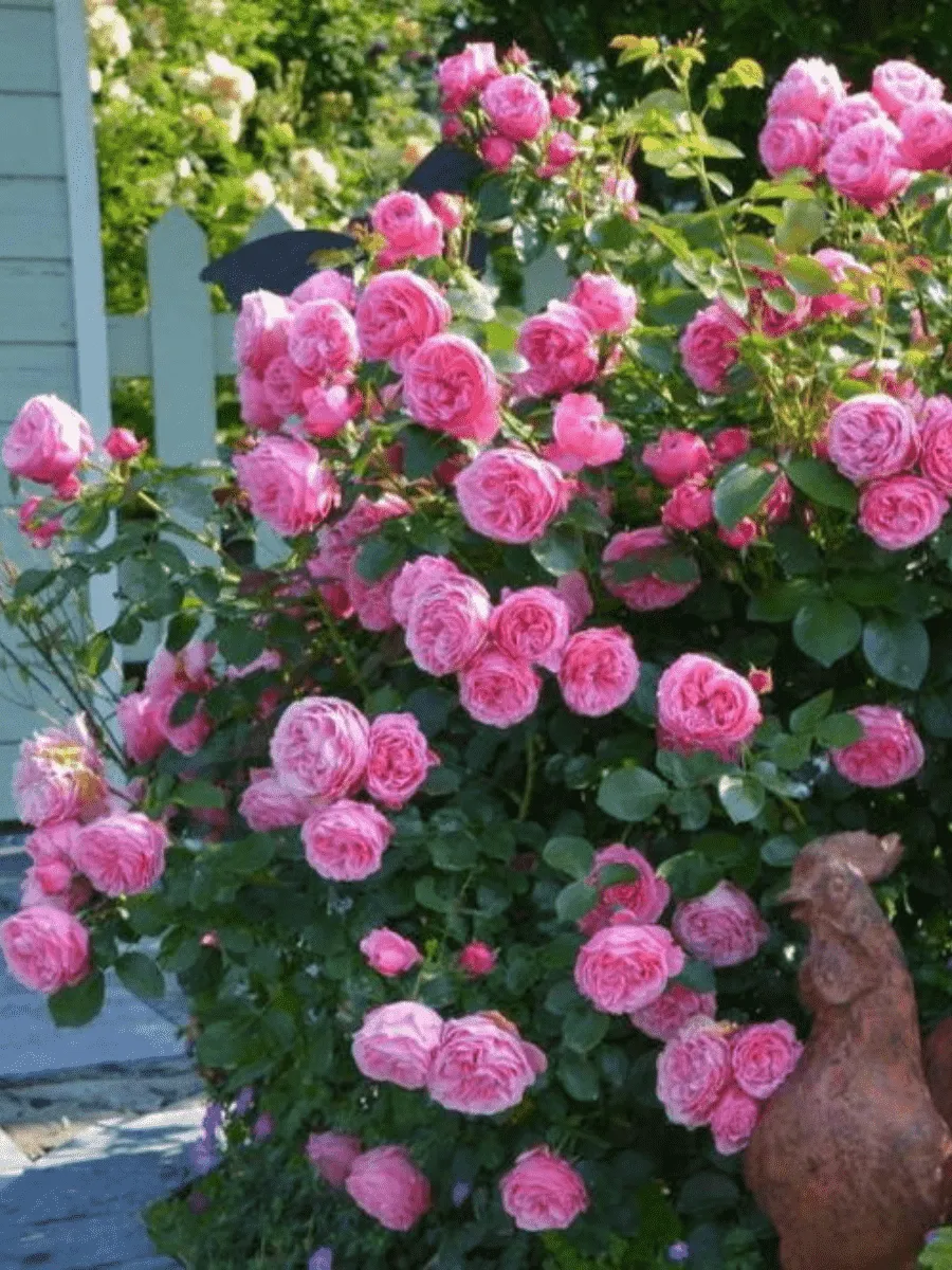 Роза Кустовая Leonardo da Vinci