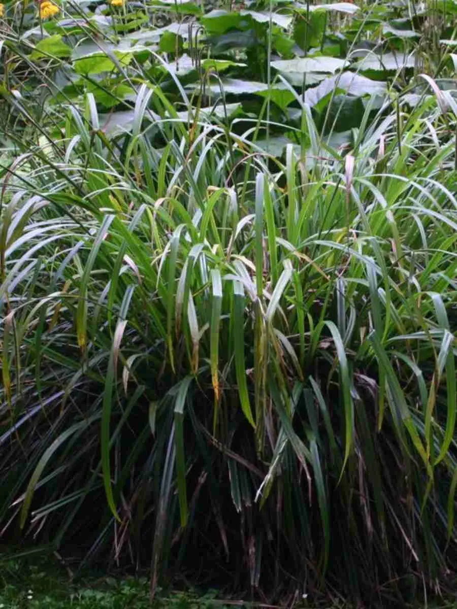 Осока повислая