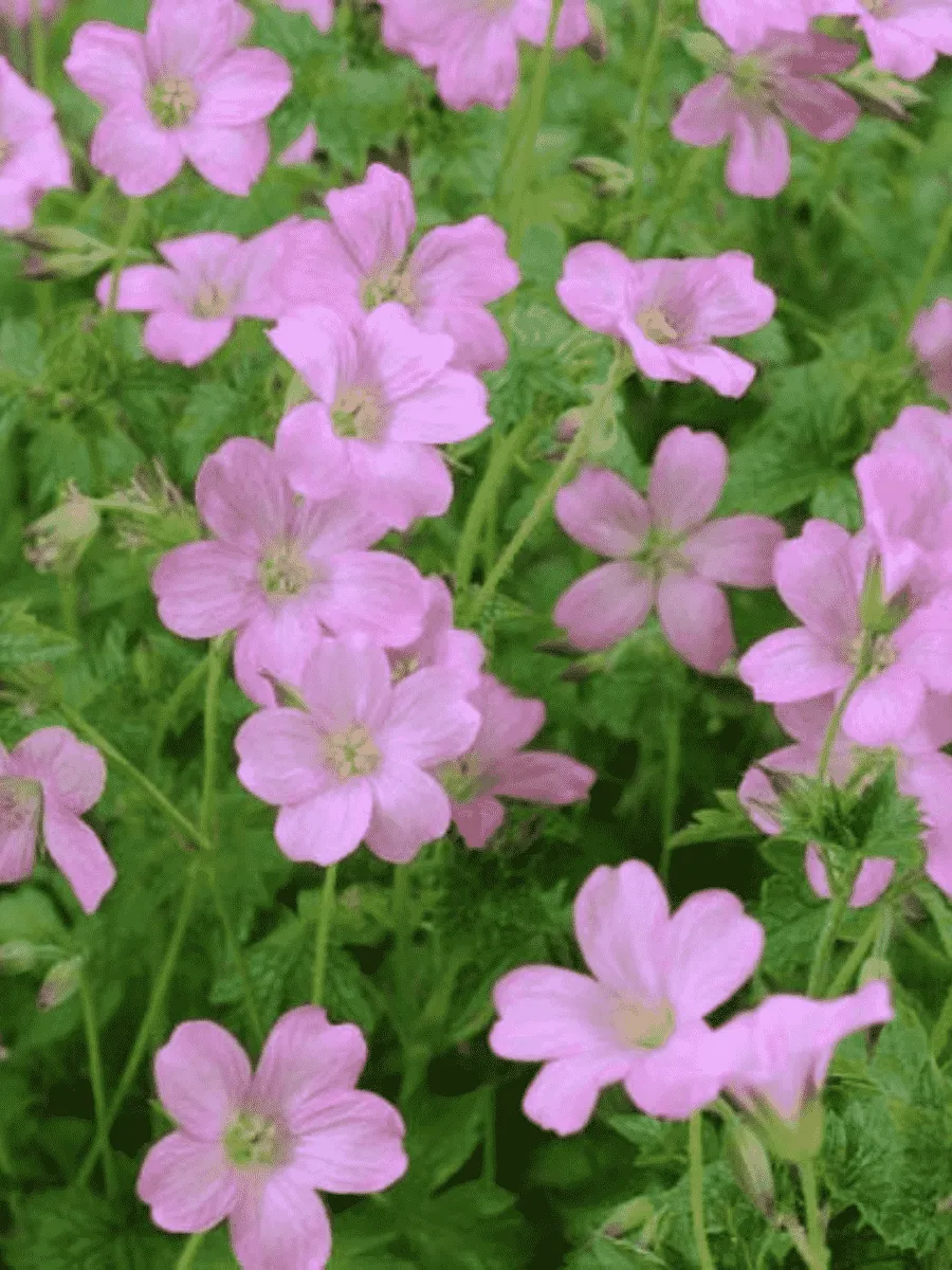 Герань Эндерса Wargrave Pink