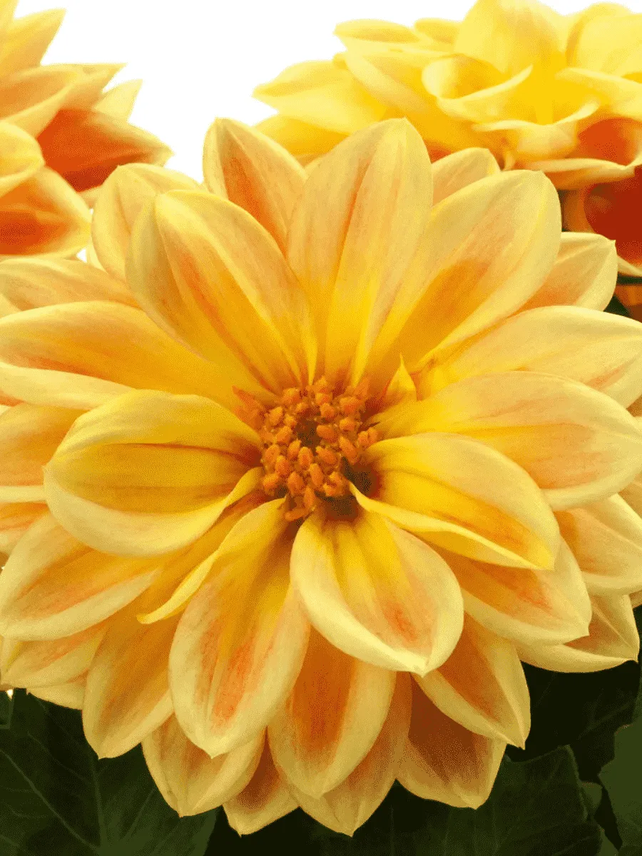 Георгин Dahlietta Surprise Coby