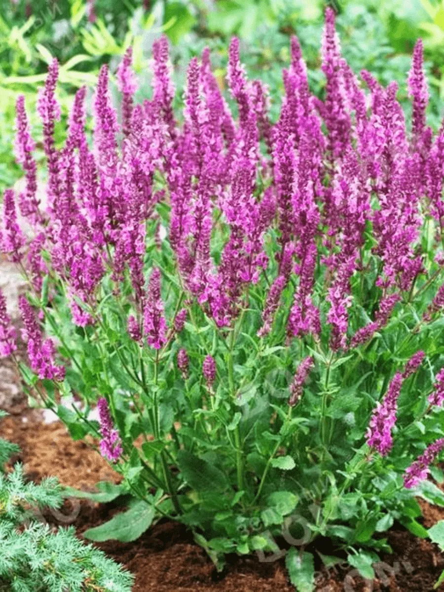 Шалфей дубравный Sensation Rose