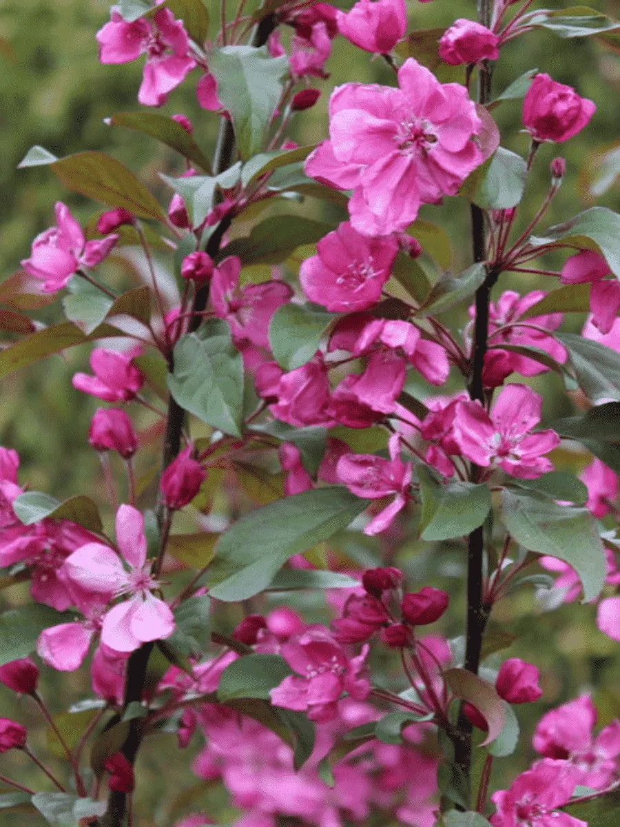 Яблоня декоративная Eleyi