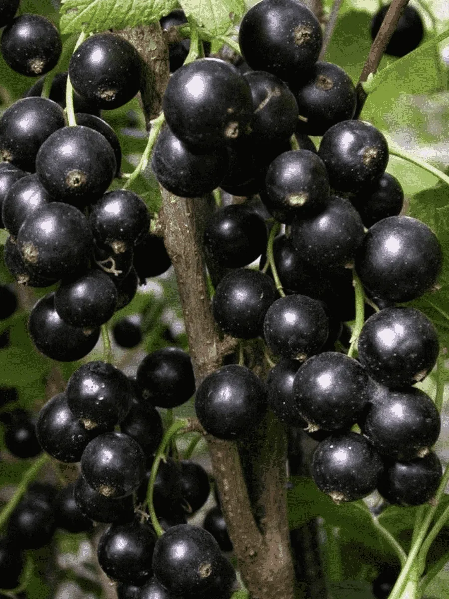 Смородина черная Бинар