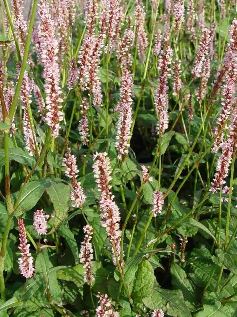 Горец свечевидный Rosea