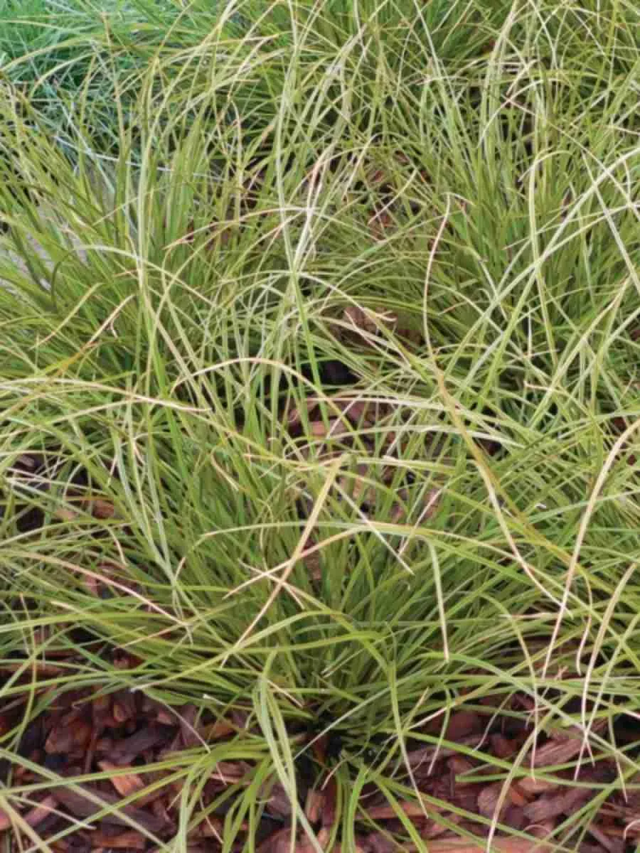 Осока власовидная Phoenix Green