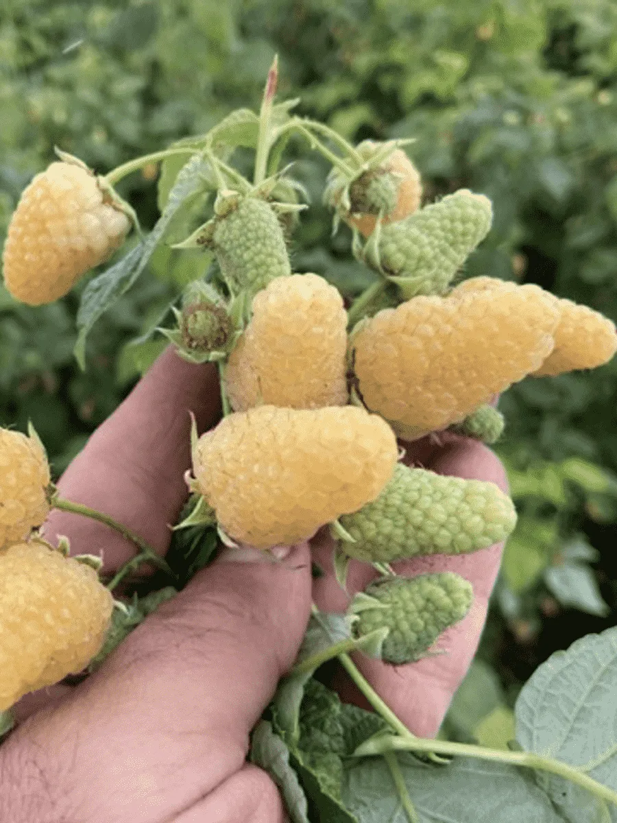 Малина Светлячок