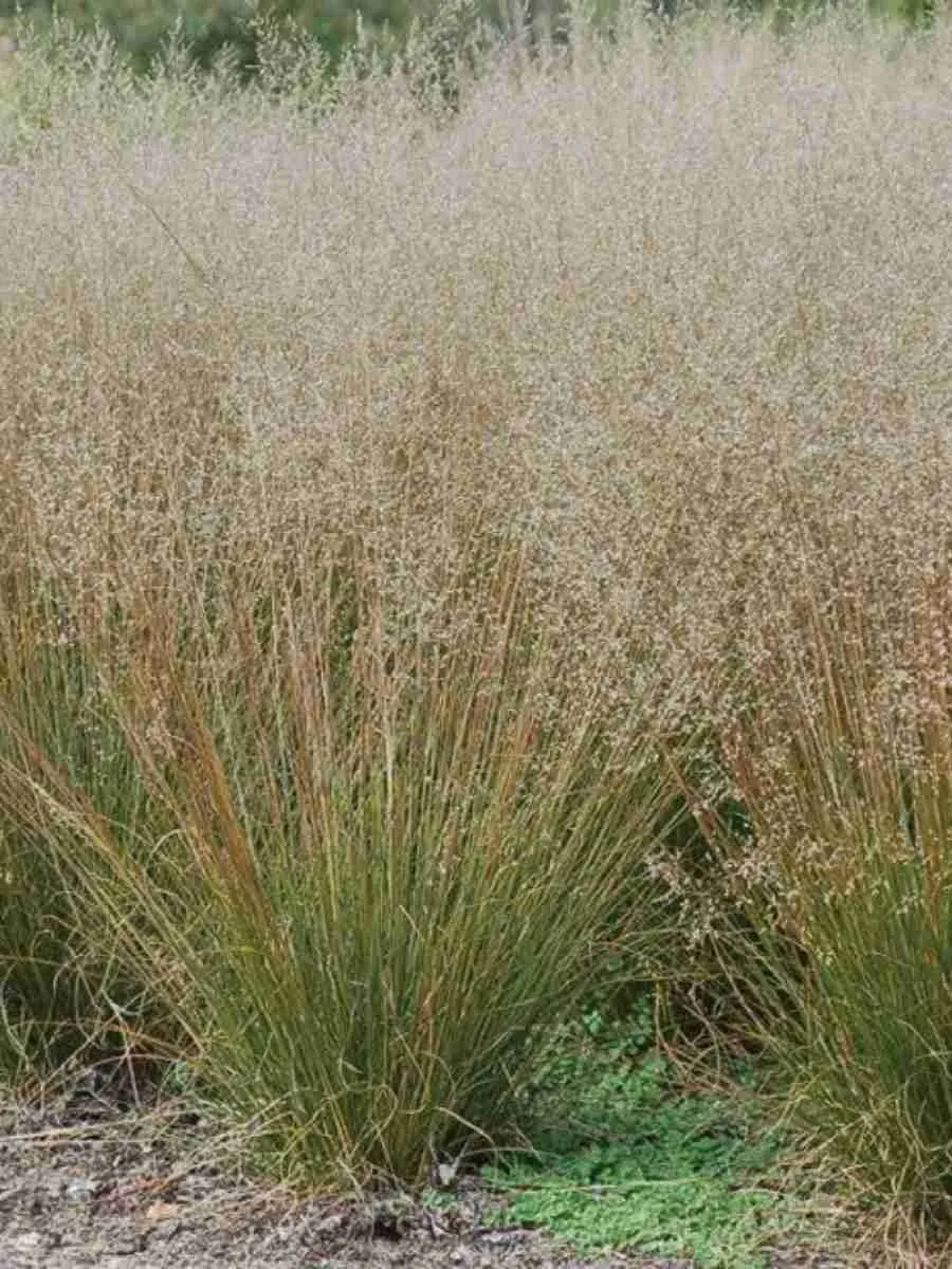 Споробол вриджти