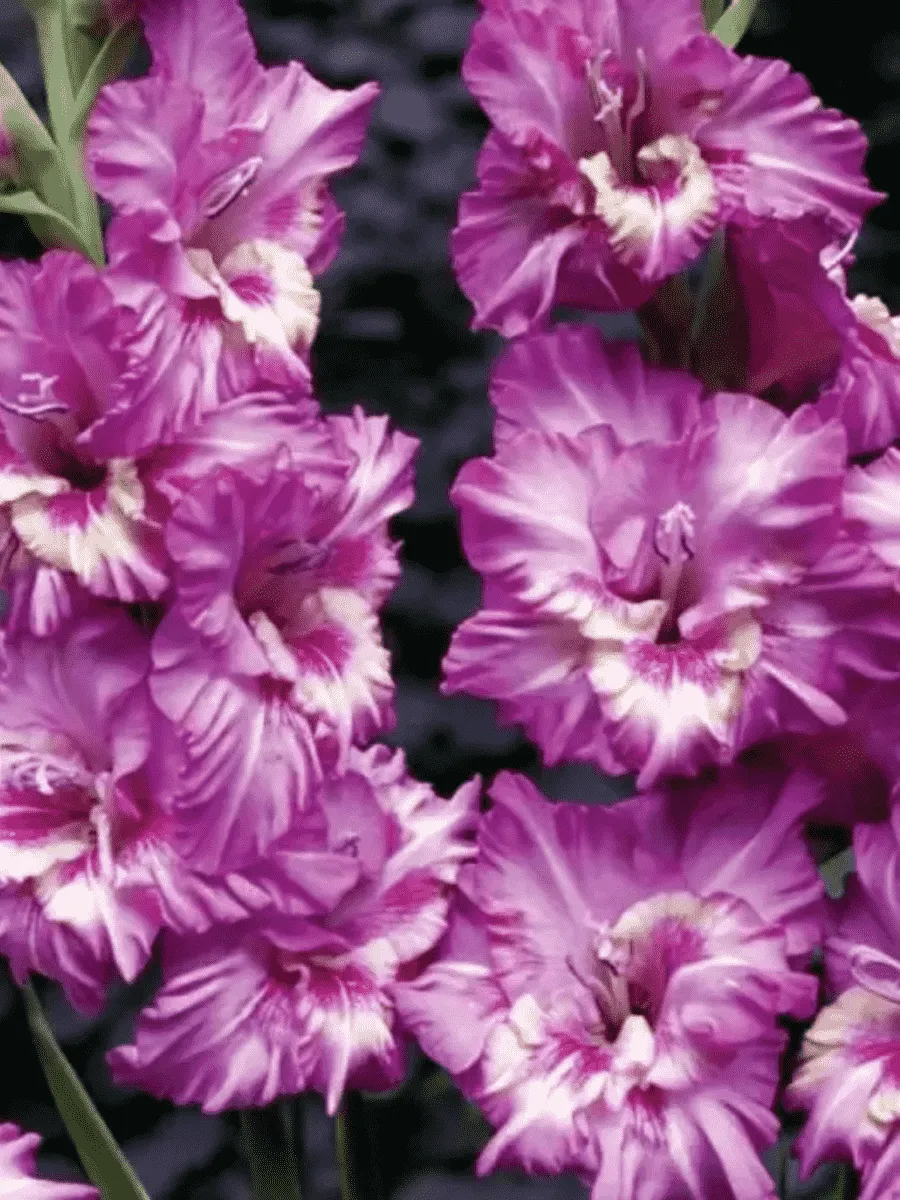 Гладиолус Tango