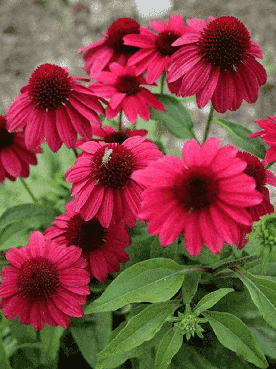 Эхинацея пурпурная Baja Burgundy