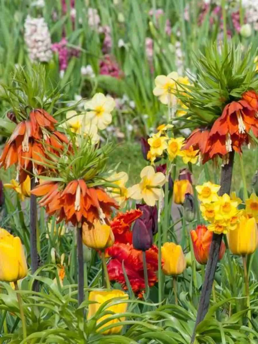 Луковичные Осень