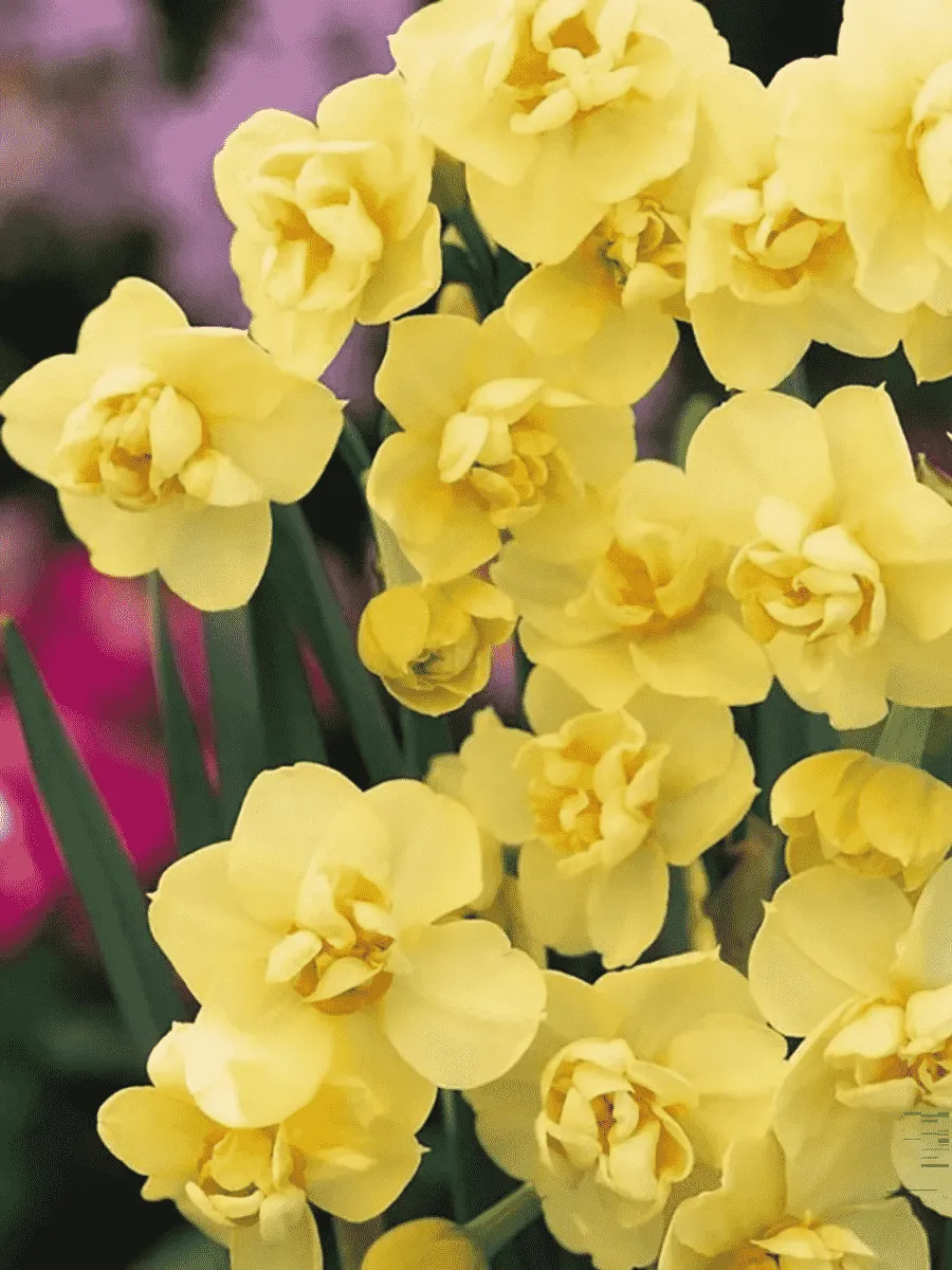 Нарцисс Yellow Cheerfulness