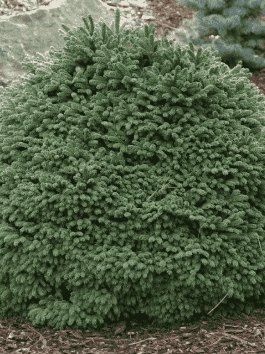 Ель обыкновенная Maxwellii