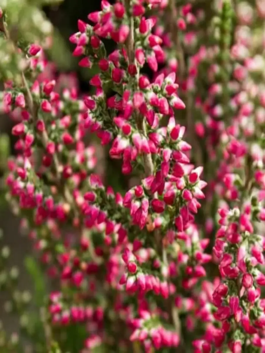 Вереск обыкновенный Siska