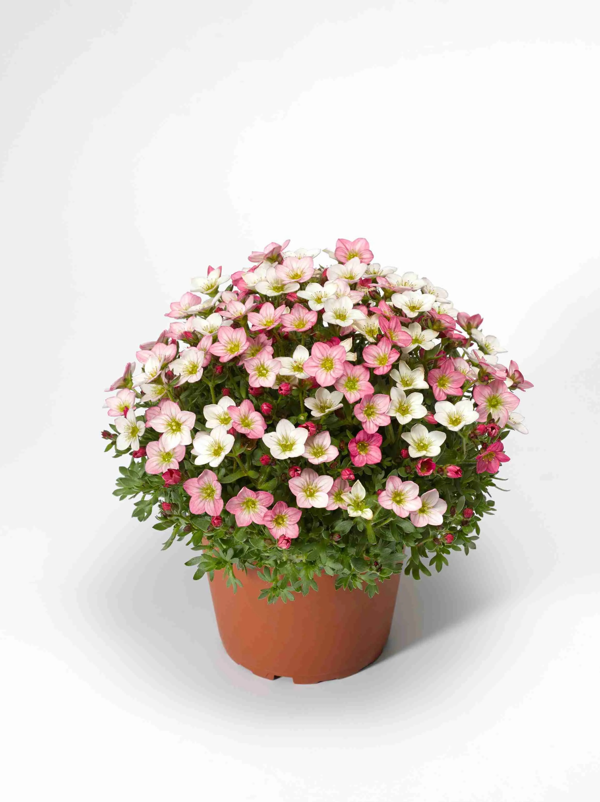 Камнеломка Арендса Alpino Magic