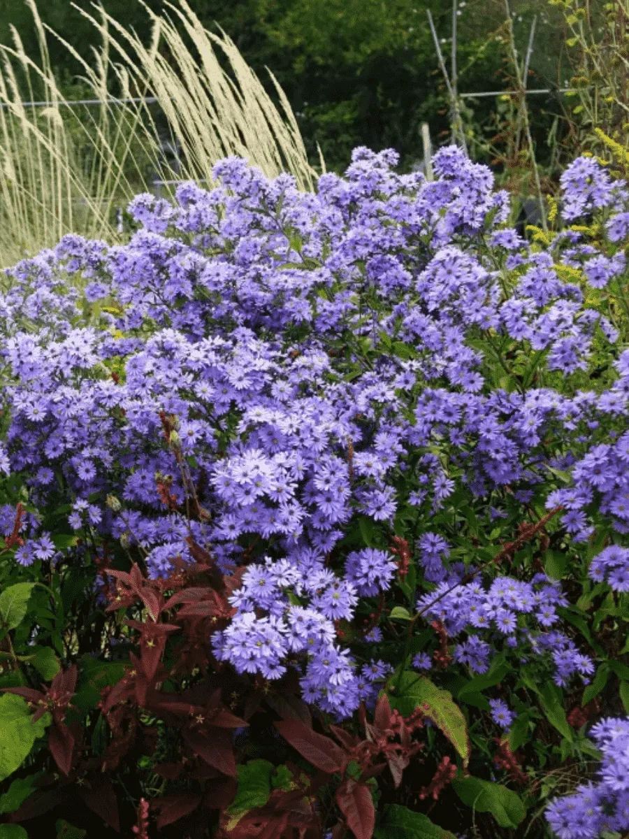 Астра сердцелистная Little Carlow