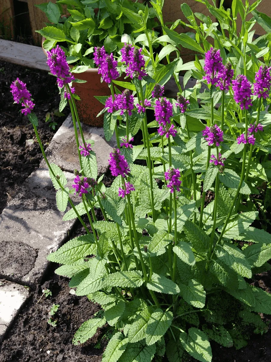 Чистец Монье Hummelo