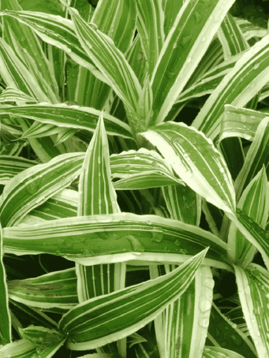 Осока килиомаргината Treasure Island